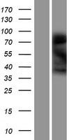 Ninjurin 1 (NINJ1) Human Over-expression Lysates NM_004148