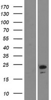 Ninjurin2 (NINJ2) Human Over-expression Lysates NM_016533