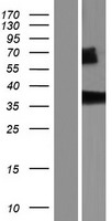 ls004817 nit1 human over expression lysates nm 001185093 wb testing 2