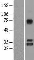 ls004817 nit1 human over expression lysates nm 005600 wb testing 3