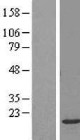 ls004818 nkg7 human over expression lysates nm 005601 wb testing 1