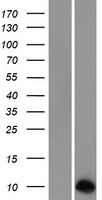 ls004826 neuronatin nnat human over expression lysates nm 181689 wb testing 1