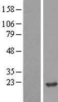 NME2 Human Over-expression Lysates NM_001018137