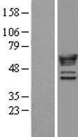 NMT1 Human Over-expression Lysates NM_021079