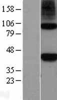 ls004838 nodal human over expression lysates nm 018055 wb testing 1