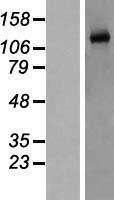 ls004846 enos nos3 human over expression lysates nm 000603 wb testing 1