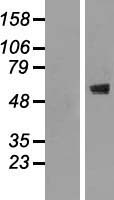 CNOT2 Human Over-expression Lysates NM_014515