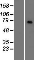 CNOT4 Human Over-expression Lysates NM_013316