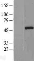 ls004857 nova1 human over expression lysates nm 002515 wb testing 1