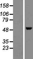 ls004857 nova1 human over expression lysates nm 006489 wb testing 2