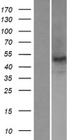 NOVA2 Human Over-expression Lysates NM_002516