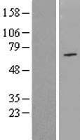 ls004861 pasd5 npas1 human over expression lysates nm 002517 wb testing 1