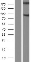 ls004867 nephronophthisis nphp1 human over expression lysates nm 000272 wb testing 1