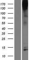 Nephrin (NPHS1) Human Over-expression Lysates NM_004646