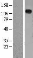 ls004881 natriuretic peptide receptor a npr1 human over expression lysates nm 000906 wb testing 1