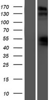 Natriuretic Peptide Receptor B (NPR2) Human Over-expression Lysates NM_003995