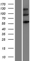 ls004883 natriuretic peptide receptor c npr3 human over expression lysates nm 000908 wb testing 1