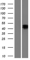 NPTX1 Human Over-expression Lysates NM_002522