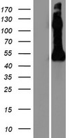 ls004885 nptx2 human over expression lysates nm 002523 wb testing 1