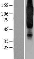 NPY1R Human Over-expression Lysates NM_000909