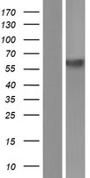 ls004891 dmt1 slc11a2 human over expression lysates nm 001174130 wb testing 1