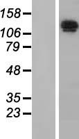Nardilysin (NRDC) Human Over-expression Lysates NM_002525