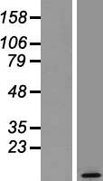 Neurogranin (NRGN) Human Over-expression Lysates NM_001126181