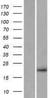 Neurturin (NRTN) Human Over-expression Lysates NM_004558