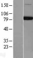 NSF Human Over-expression Lysates NM_006178