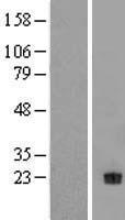 Neurotrophin 4 (NTF4) Human Over-expression Lysates NM_006179