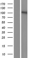 TrkB (NTRK2) Human Over-expression Lysates NM_001018064