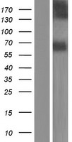 ls004917 ntn3 human over expression lysates nm 006181 wb testing 1