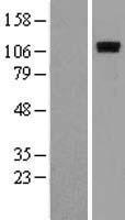 ROR1 Human Over-expression Lysates NM_005012