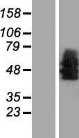 ls004923 neurotensin receptor 1 ntsr1 human over expression lysates nm 002531 wb testing 1