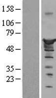 Nucleobindin 1 (NUCB1) Human Over-expression Lysates NM_006184