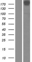 NuMA (NUMA1) Human Over-expression Lysates NM_006185
