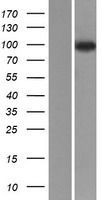 NVL Human Over-expression Lysates NM_002533