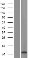 OAS2 Human Over-expression Lysates NM_001032731