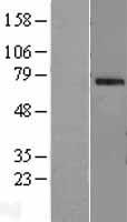 OAS2 Human Over-expression Lysates NM_002535