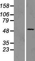 OAS3 Human Over-expression Lysates NM_006187