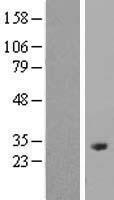 ls004956 odf1 human over expression lysates nm 024410 wb testing 1