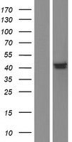 ls004968 ogg1 human over expression lysates nm 016828 wb testing 5