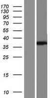 ls004968 ogg1 human over expression lysates nm 016829 wb testing 3