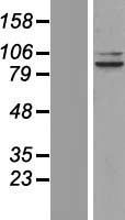 ls004976 opa1 human over expression lysates nm 015560 wb testing 1