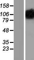 ls004976 opa1 human over expression lysates nm 130831 wb testing 2