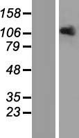 ls004976 opa1 human over expression lysates nm 130833 wb testing 3