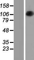 ls004976 opa1 human over expression lysates nm 130834 wb testing 4