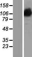 ls004976 opa1 human over expression lysates nm 130835 wb testing 5