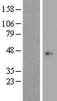ls004978 opcml human over expression lysates nm 002545 wb testing 1