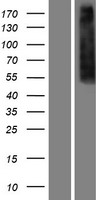 ls004988 mu opioid receptor oprm1 human over expression lysates nm 001008505 wb testing 6